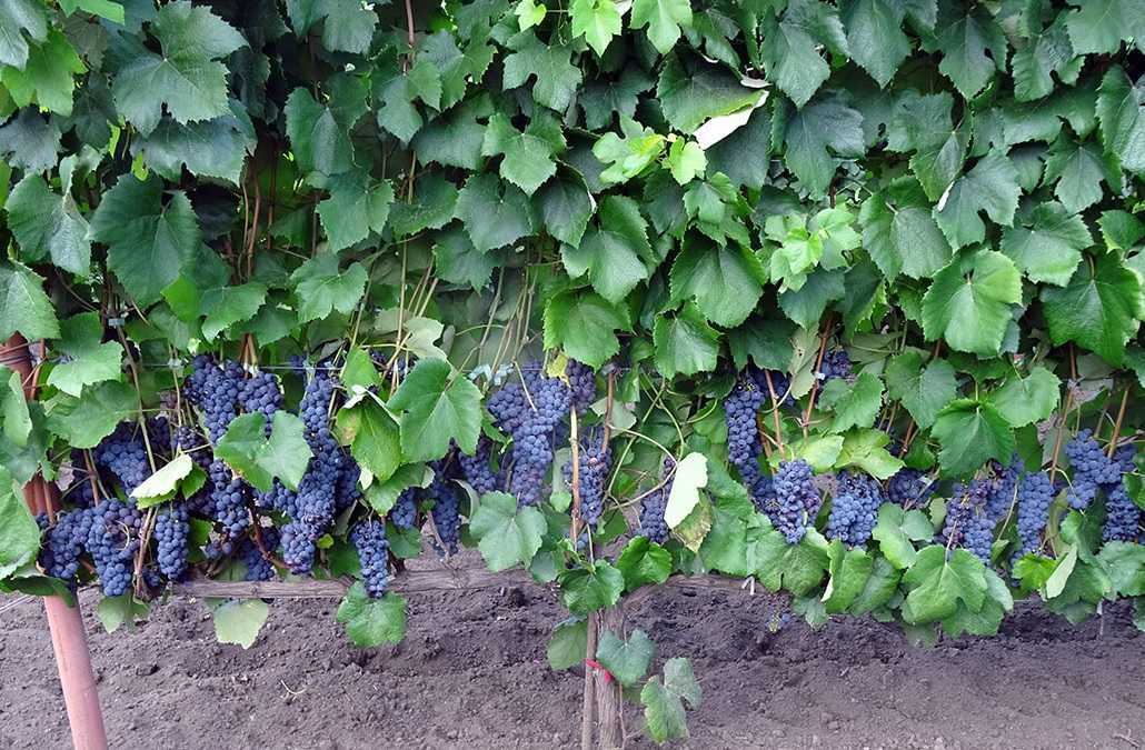Сорта винограда для урала: фото, характеристика, видео выращивания