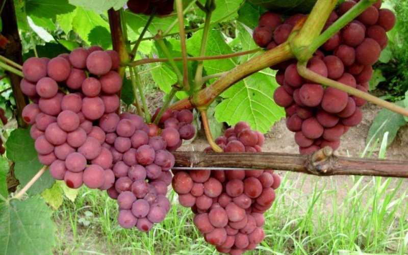 Виноград «зилга» описание сорта, его выращивание и использование, отзывы и фото