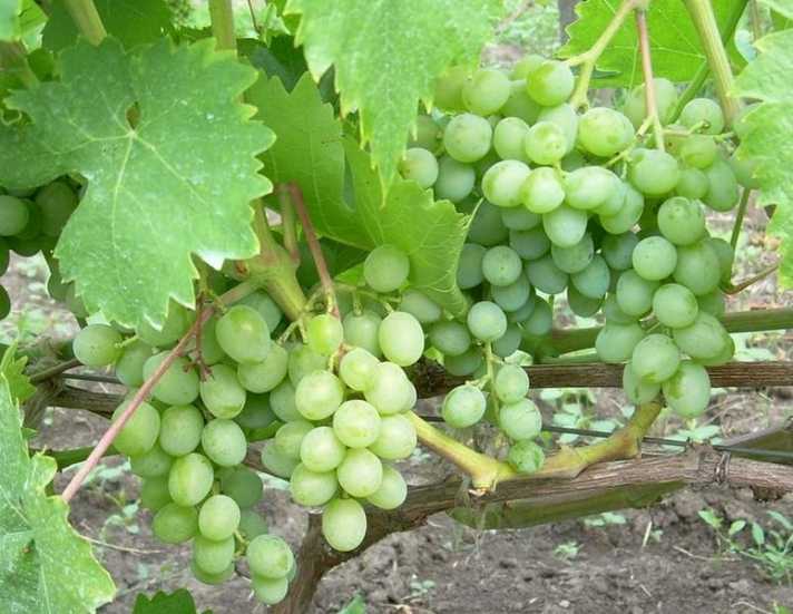 Сорт винограда элегант: что нужно знать о нем, описание сорта, отзывы