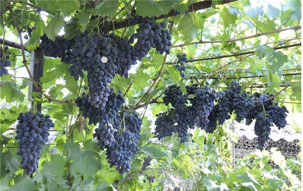 Виноград сорта надежда азос — продукт селекции анапской зональной станции