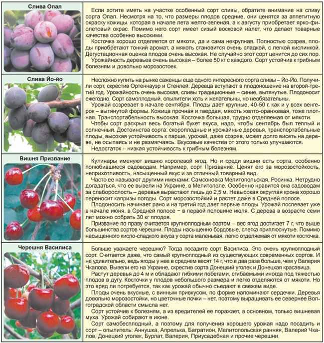 Сорт винограда виктория: характеристика и описание, отзывы