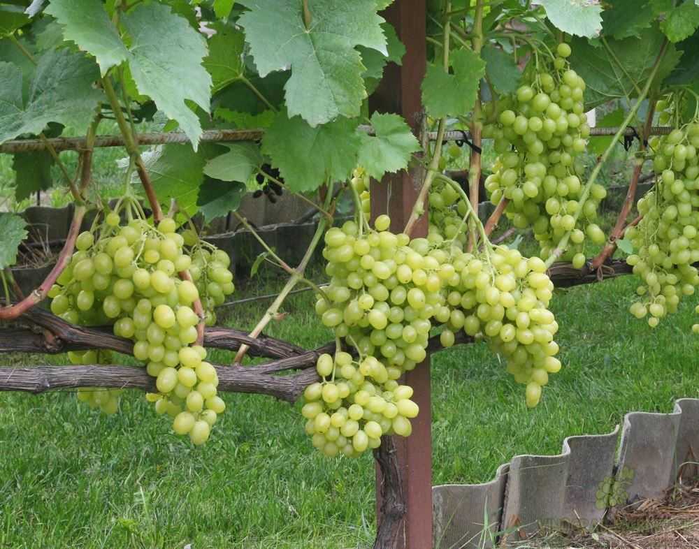 Виноград Тукай: описание сорта, фото, отзывы виноградарей. Рекомендации по посадке и уходу.
