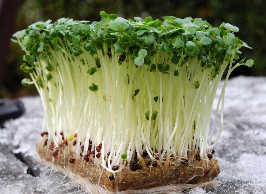 Как вырастить кресс-салат в открытом грунте, на подоконнике: условия выращивания из семян лучших сортов