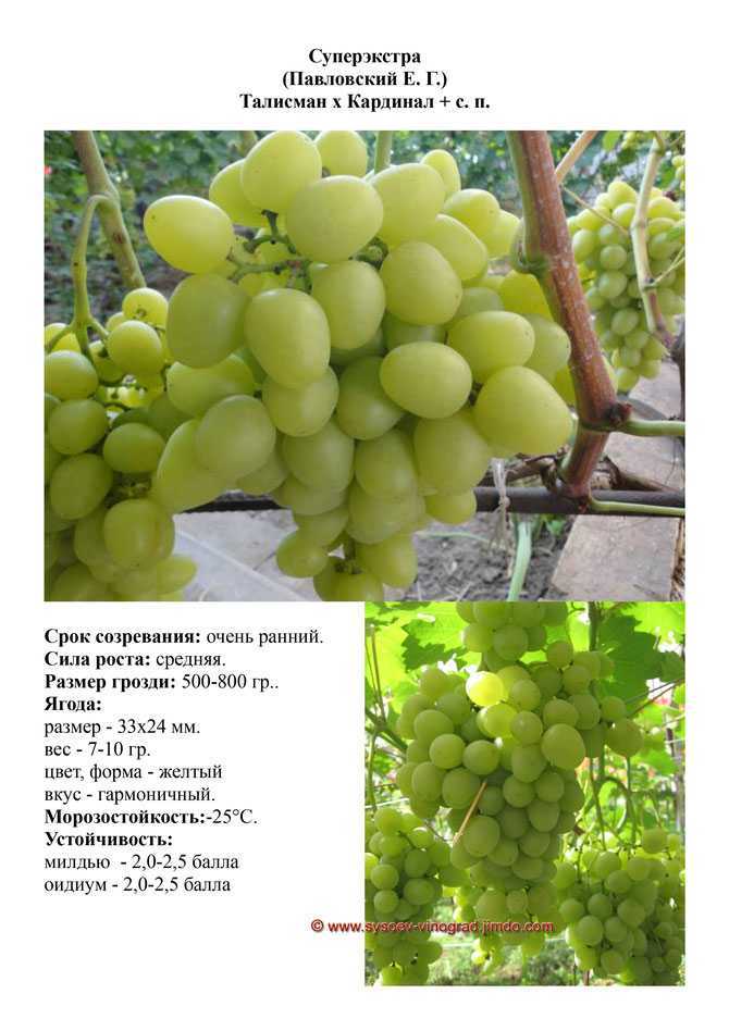 Винограда «фурор» описание сорта, особенности выращивания, фото и отзывы