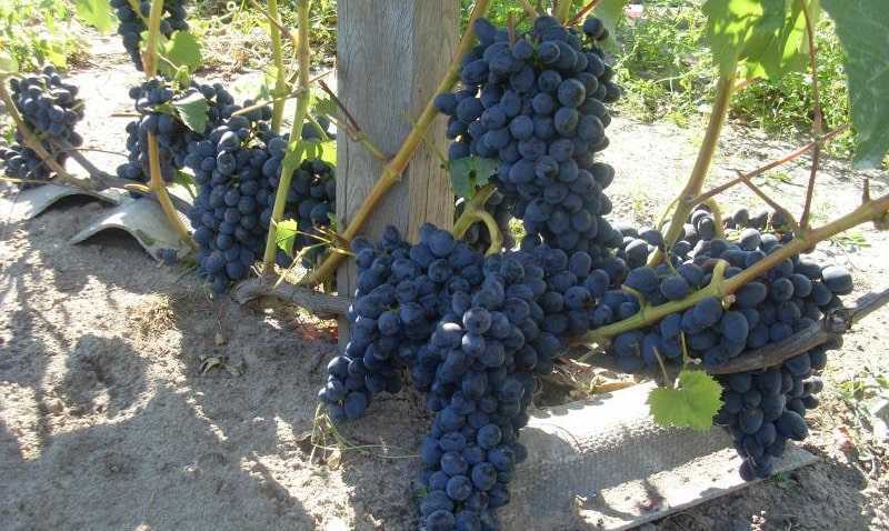 Описание сорта винограда чарли с фото и отзывами пользователей