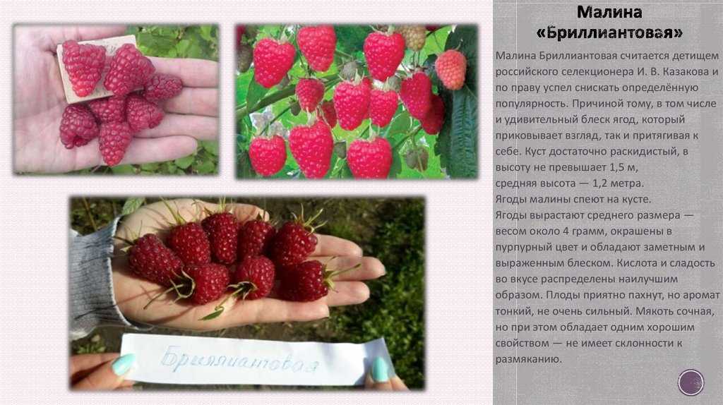 Малина «гигант московский»: характеристика, агротехника выращивания