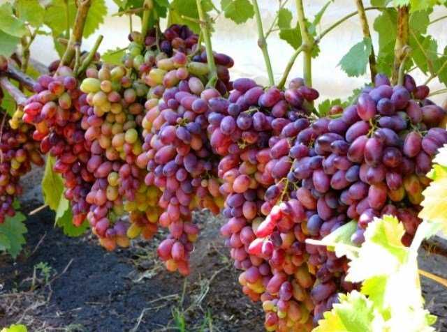 Виноград тимур: описание сорта, посадка, уход, фото, отзывы