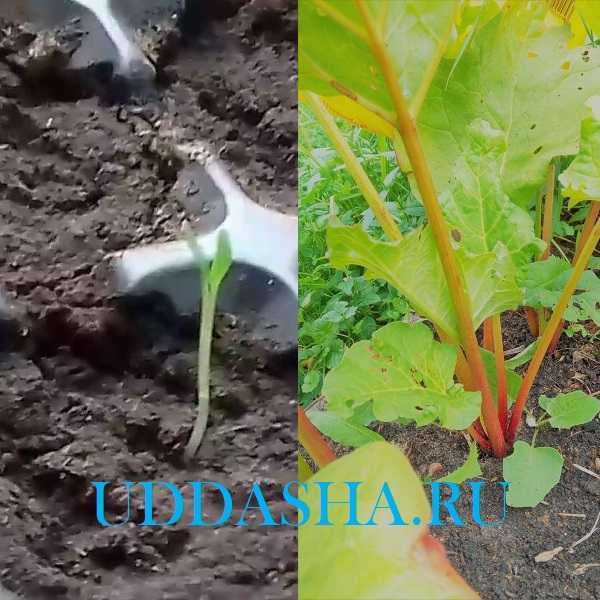 Про выращивание ревеня: сорта, посадка и уход в открытом грунте
