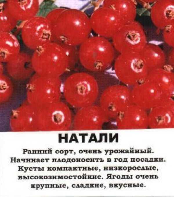 Смородина красная алтайская: описание сорта красной смородины, выращивание - посадка и уход