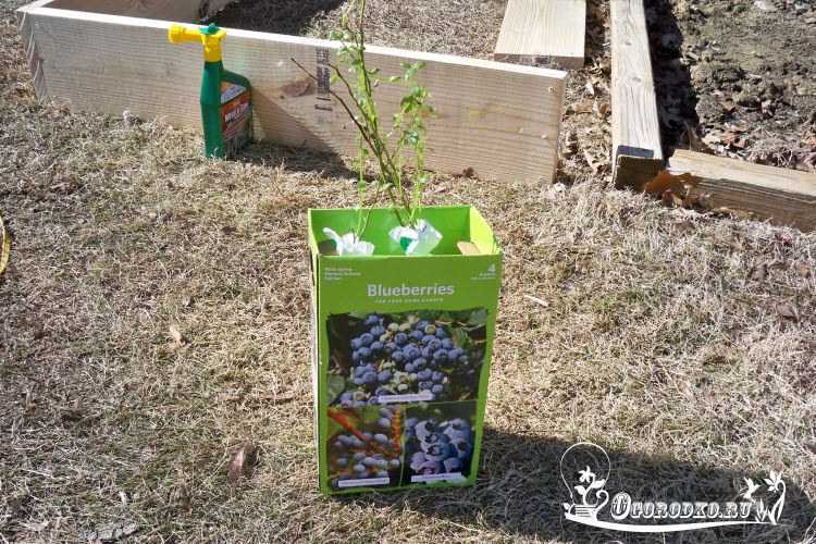 Посадка голубики весной саженцами в открытый грунт, как правильно посадить садовую ягоду, пошаговое руководство для начинающих
