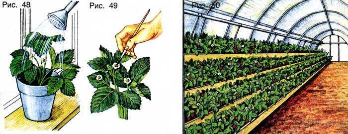Клубника: в открытом грунте и в теплице – выбираем для себя подходящий способ выращивания