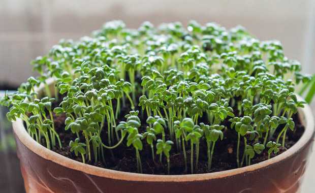 Как выращивать кресс салат на подоконнике, как ухаживать и собирать урожай