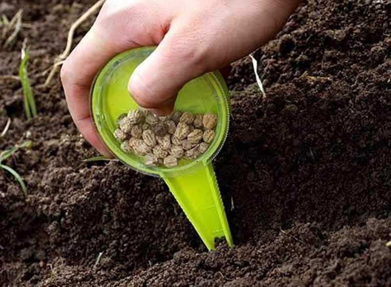 Посадка шпината семенами в открытый грунт: сроки посева и секреты выращивания на грядке пошагово с видео