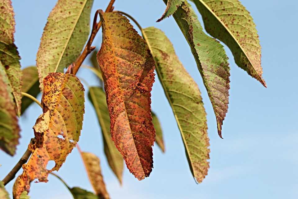Причины пожелтения листьев у черешни