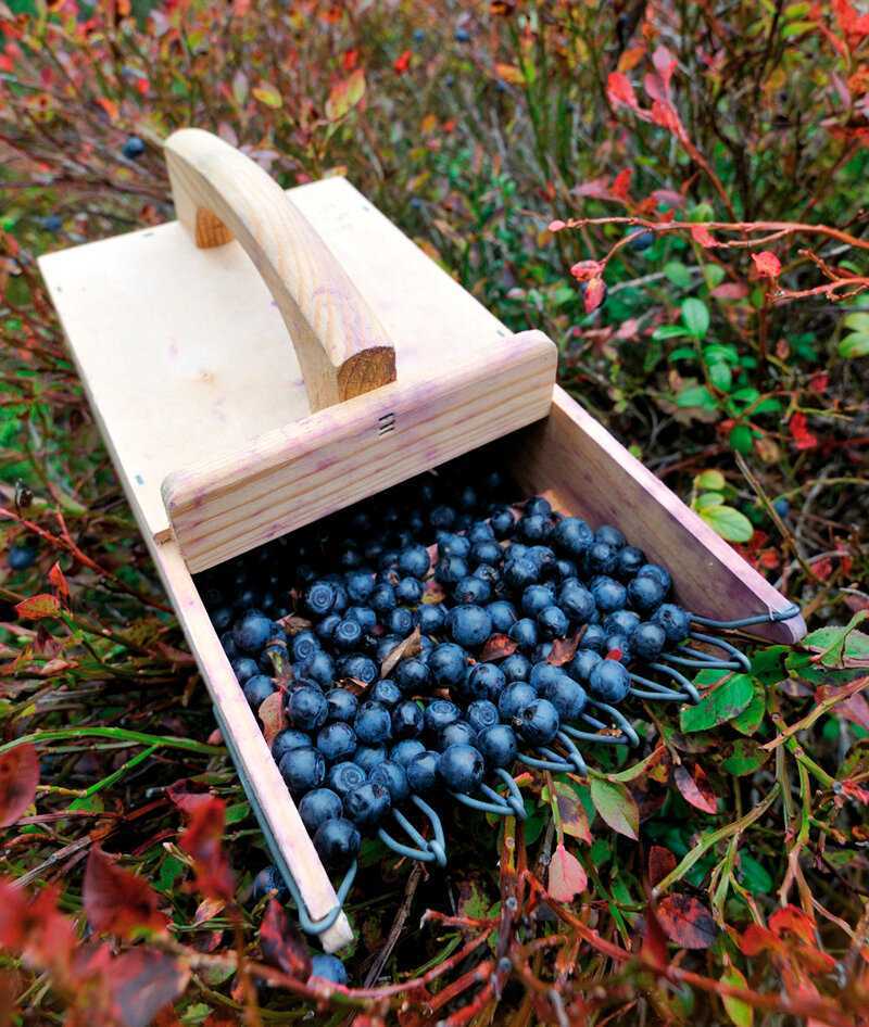 Комбайн для сбора ягод (31 фото): приспособление для сбора черники, клюквы и облепихи, особенности финского ручного ягодосборника