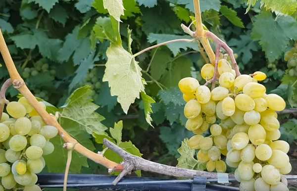 Виноград элегант — нетребовательный сорт