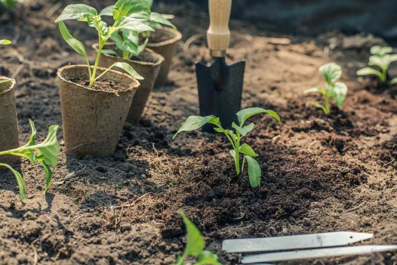 Сельдерей черешковый паскаль: выращивание и уход в открытом грунте, рекомендации, как из семян вырастить рассаду, советы, когда и как сажать