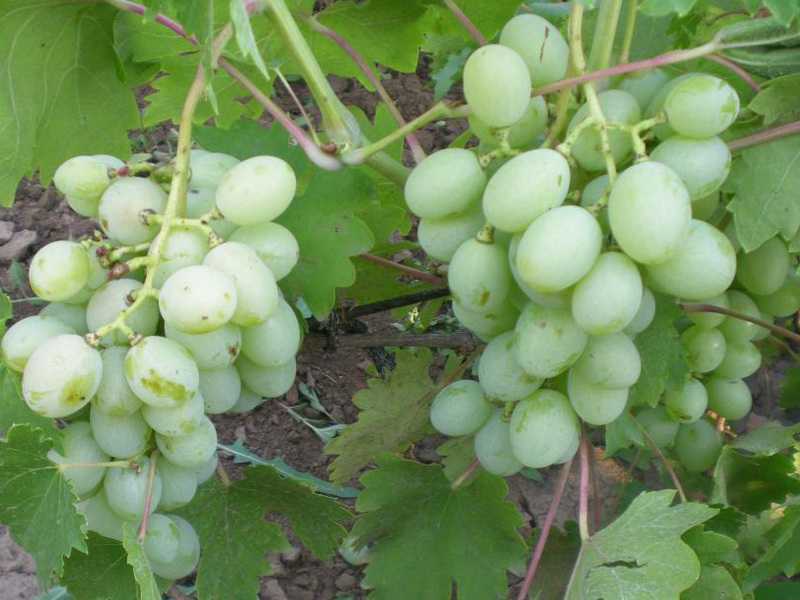 Сорт винограда виктор: описание, размножение и уход