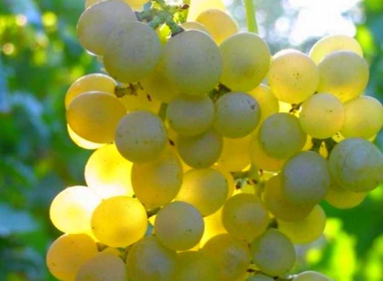 Виноград платовский: описание раннего сорта и особенности выращивания