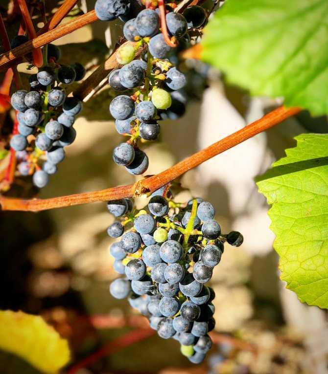 Виноград амурский: описание сортов, выращивание, уход, отзывы виноградарей