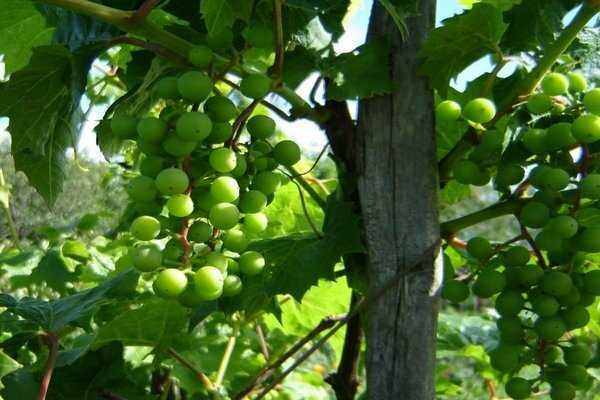 Сорт винограда «лидия»