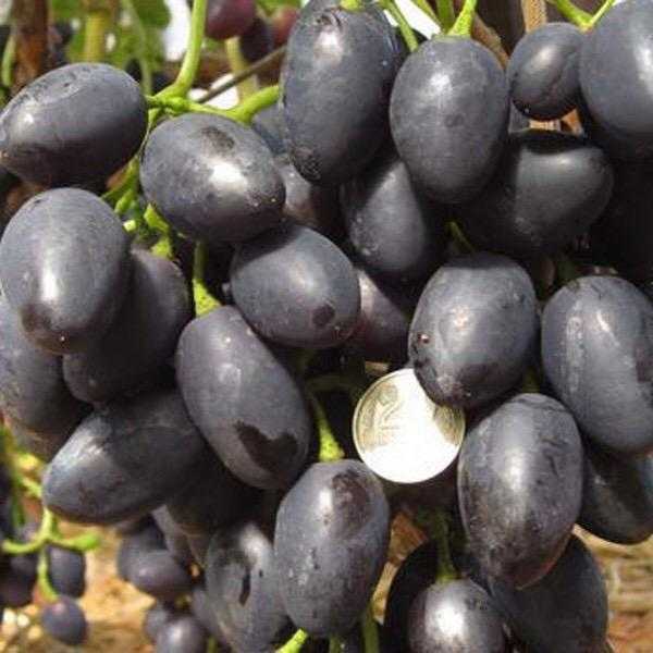 Описание сорта и особенности выращивания винограда «надежда азос»