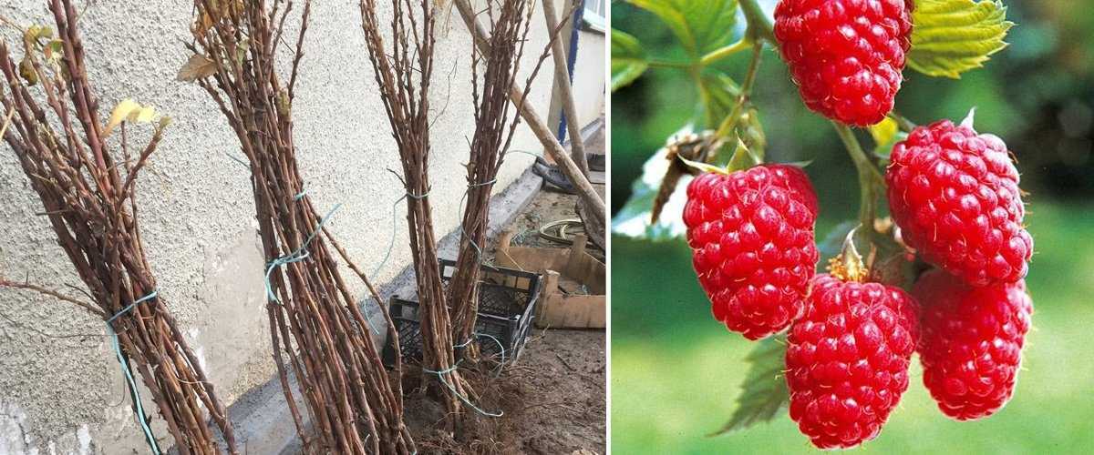 Чёрная малина кумберленд: как вырастить необычную ягоду