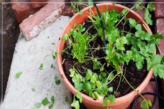 Выращивание кинзы из семян на подоконнике и балконе: будет ли кориандр расти в домашних условиях, как правильно сажать и ухаживать, чтобы получить урожай?