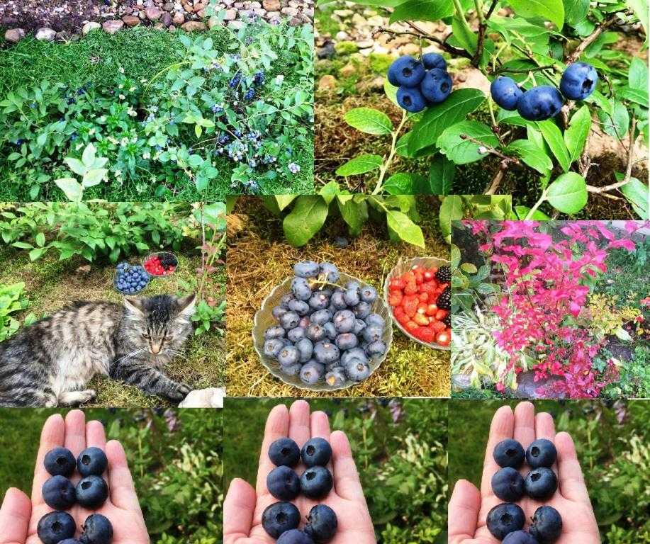 50 лучших сортов садовой голубики с описанием и характеристиками