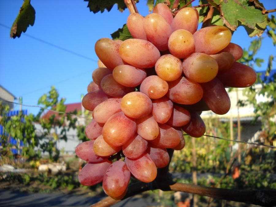 Описание сорта винограда «преображение» и обзор отзывов о его выращивании