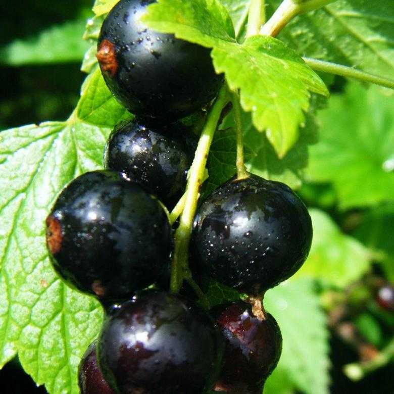 Черная смородина – описание, когда созревают ягоды, популярные сорта, как сажать?