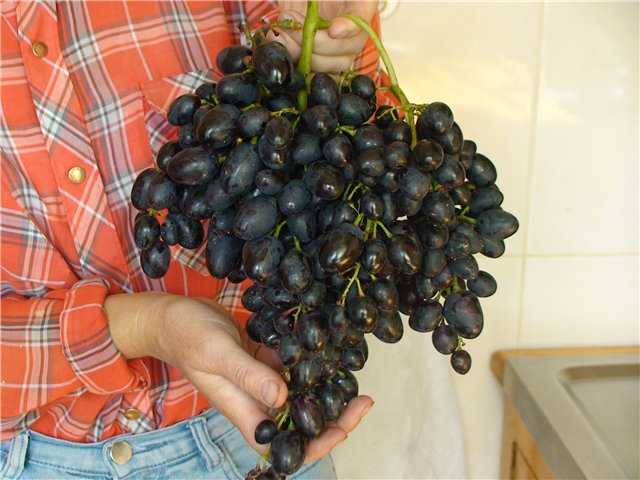 Виноград надежда азос: одно из лучших достижений анапской зональной опытной станции