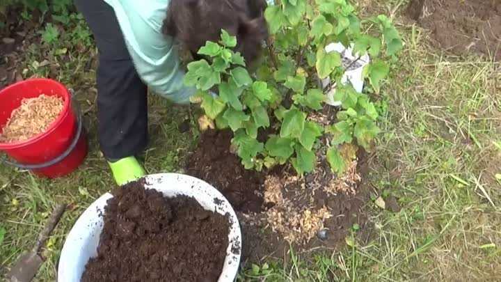Правильный уход за клубникой весной: правила обработки и советы бывалых садоводов