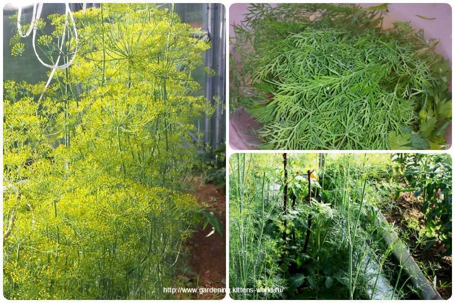 Как вырастить богатый урожай укропа сорта кибрай: характеристика, описание, фото и выращивание