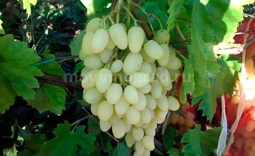 Виноград тукай: краткое описание сорта, правильный уход и отзывы