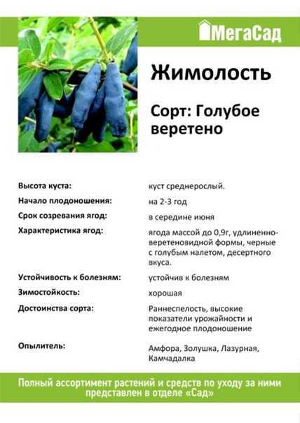 Жимолость голубое веретено: описание сорта, особенности выращивания