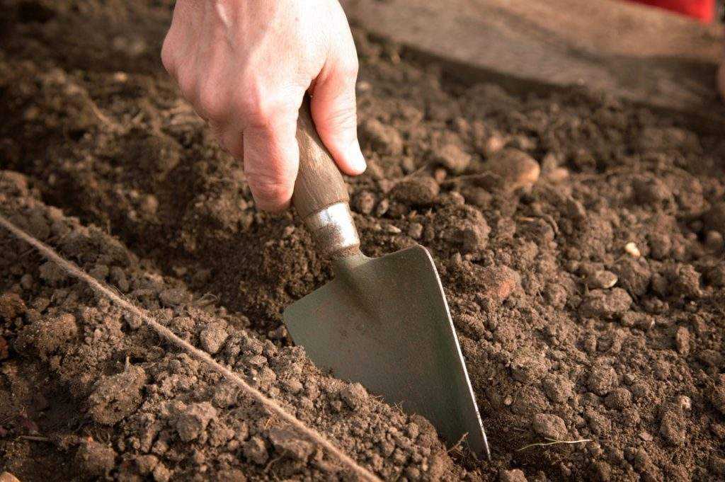 Как вырастить кориандр в огороде и открытом грунте, как и с чем сажать семена кинзы, посадка и уход