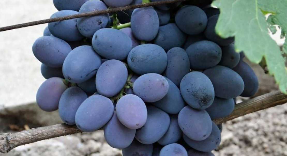 Виноград фурор: описание сорта с характеристикой и отзывами, особенности посадки и выращивания, фото