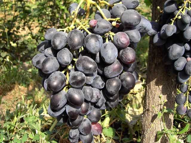 Виноград надежда азос: выращивание, отзывы, описание сорта