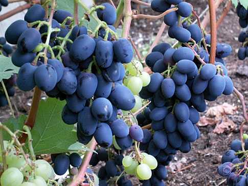 Виноград "фуршетный": описание сорта, посадка и уход