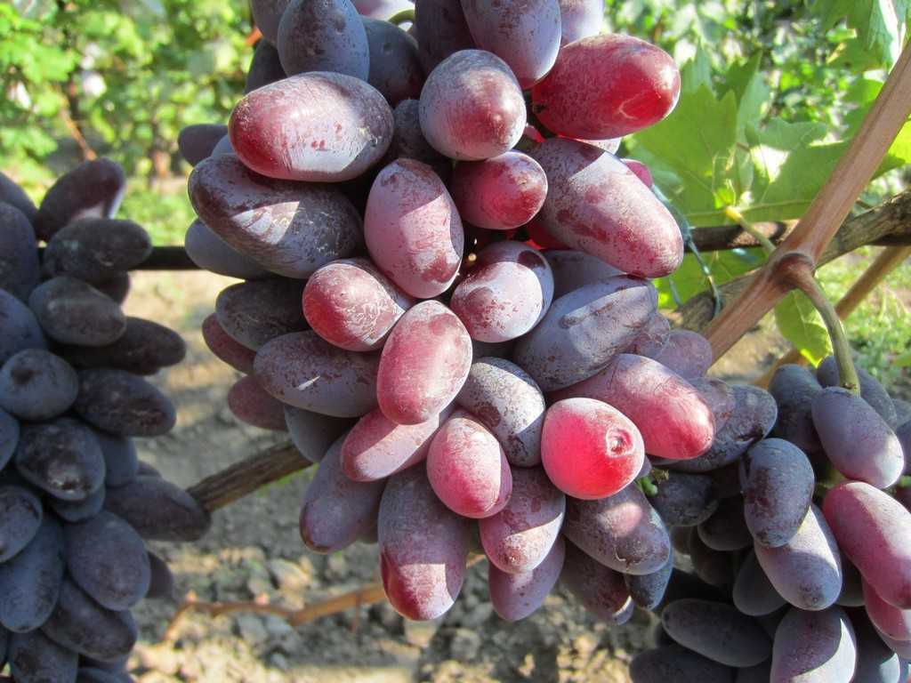 Виноград байконур: описание сорта с характеристикой и отзывами, особенности посадки и выращивания, фото