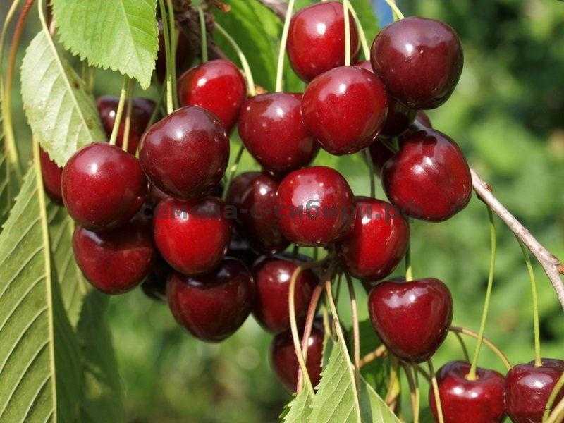 Сорт вишни уральская рубиновая: фото, отзывы, описание, характеристики.