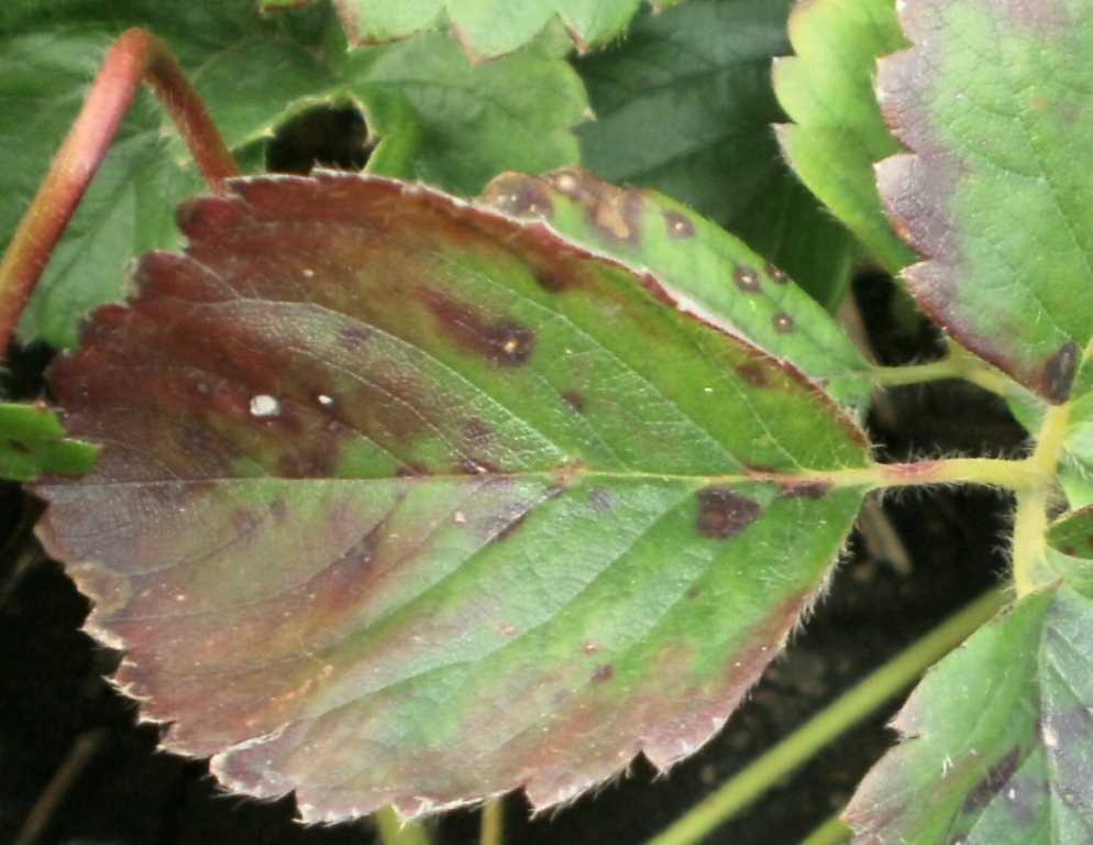 Ржавчина листьев клубники: когда и чем лечить, меры профилактики