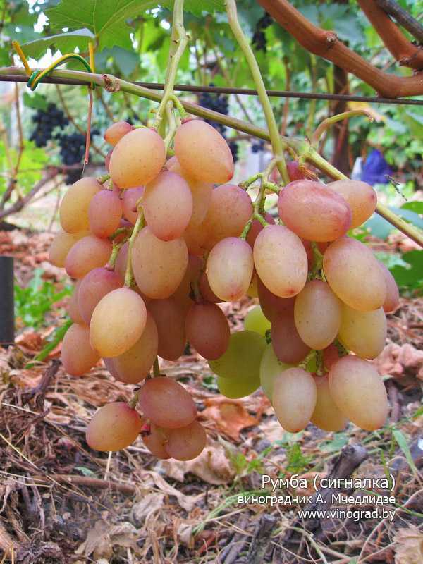 Сорт винограда румба: описание, фото