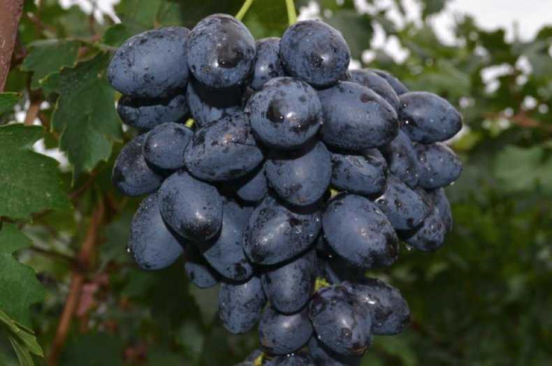 Винограда «фурор» описание сорта, особенности выращивания, фото и отзывы