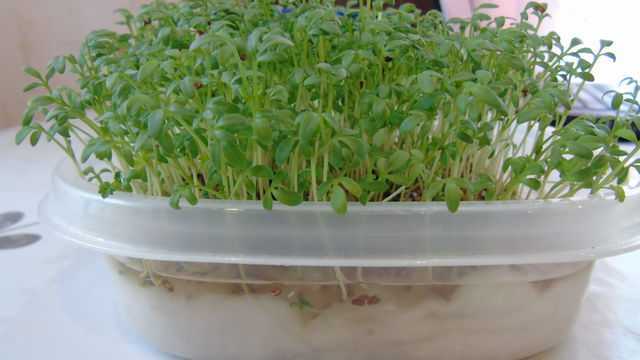 Выращивание кресс-салата на подоконнике: посадка, уход, подкормка, полив, создание оптимальных условий для культивирования.