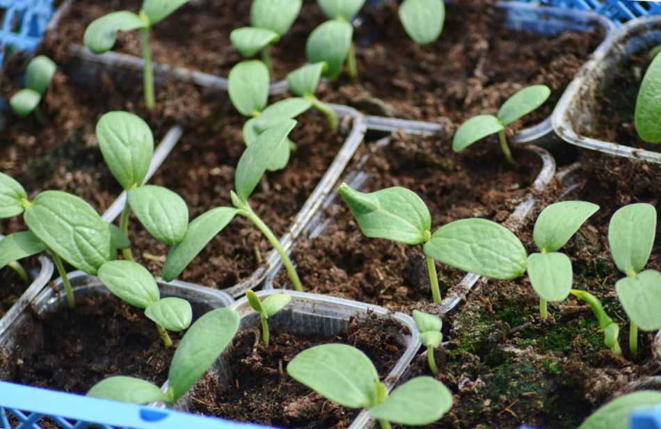 Арбуз: выращивание из семян рассадой, посадка и уход в открытом грунте, фото