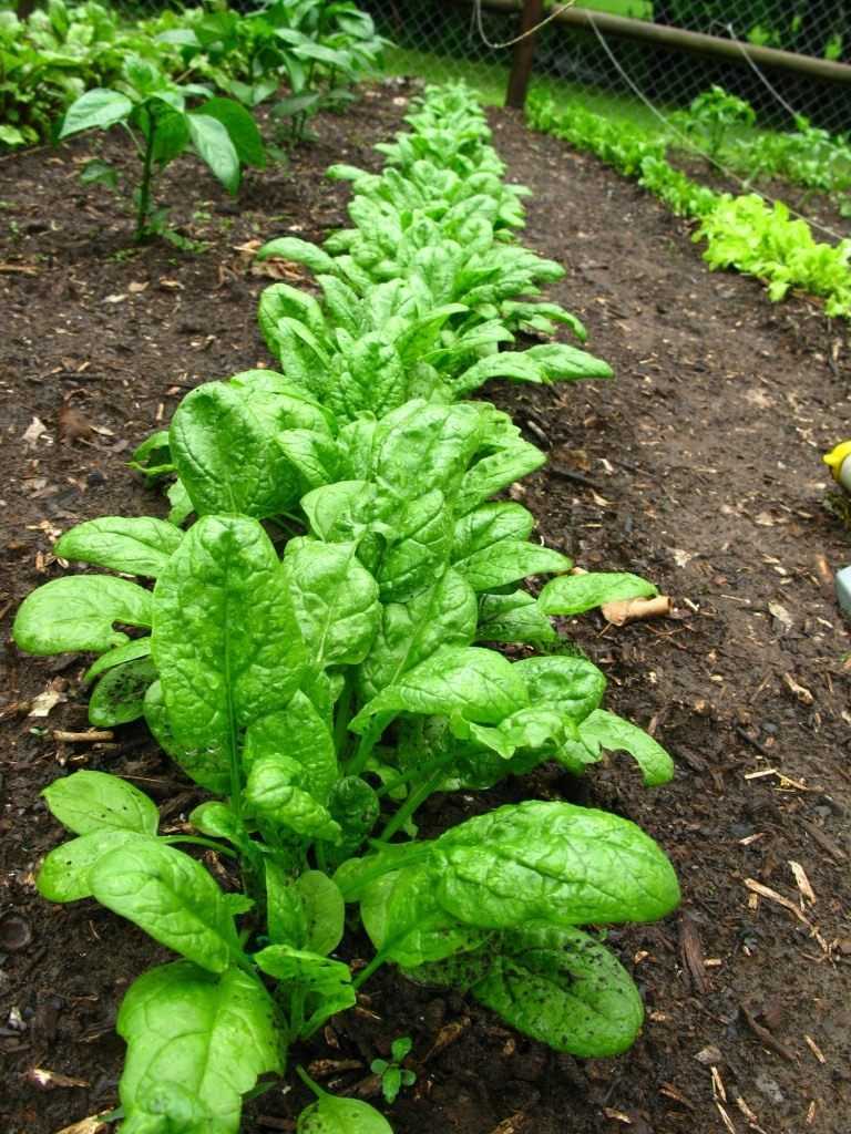 Все о шпинате земляничном: как вырасти из семян на открытом грунте