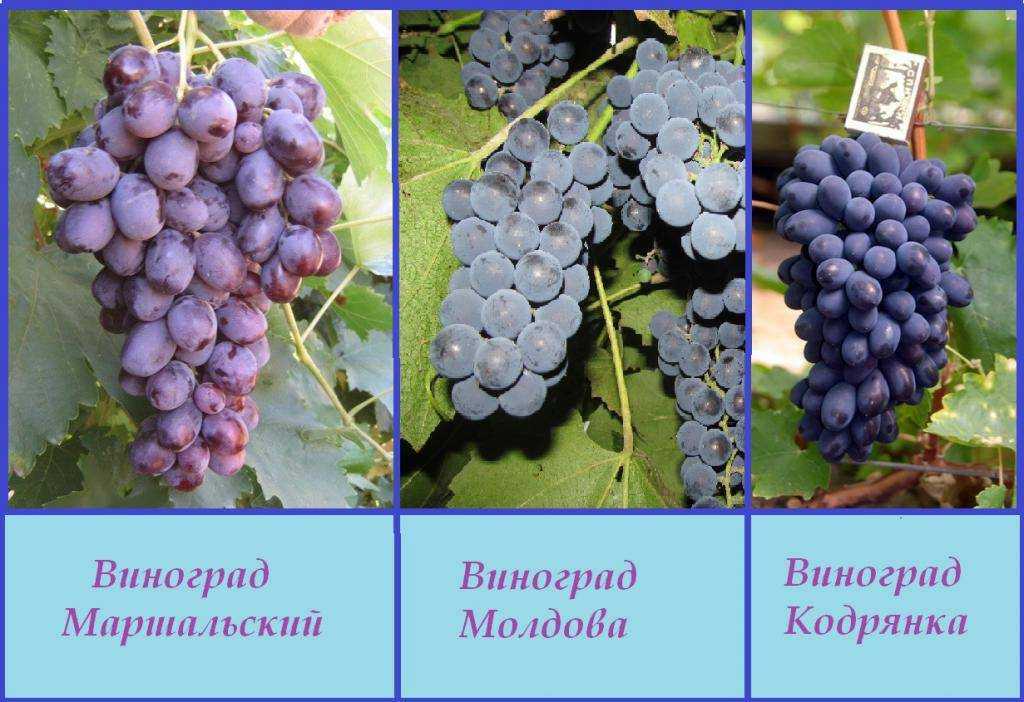 Виноград кристалл: описание сорта