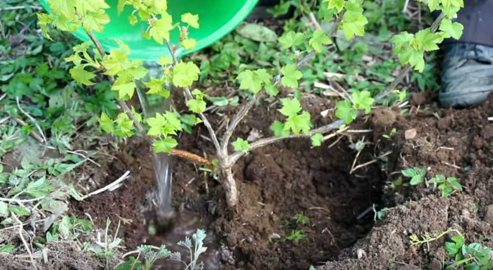 Крыжовник на штамбе: как правильно посадить, уход и выращивание